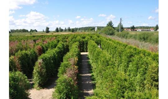 Labirynt Park w Łebie