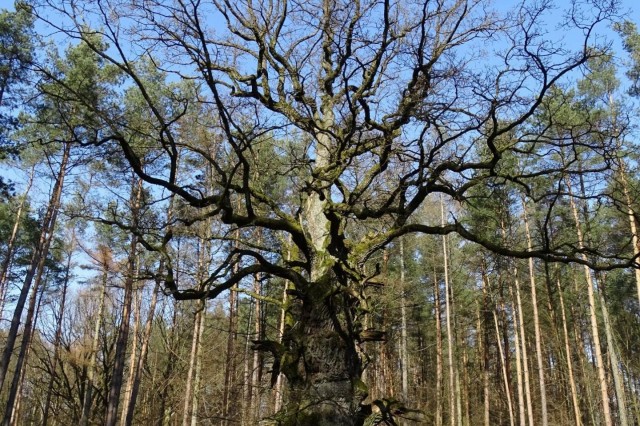 Dąb Świętopełk