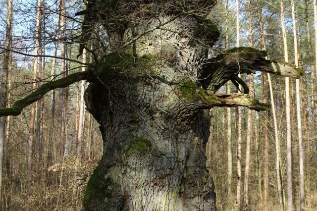 Dąb Świętopełk
