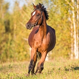 Agroturystyka z jazdą konną