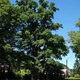 Dąb szypułkowy 