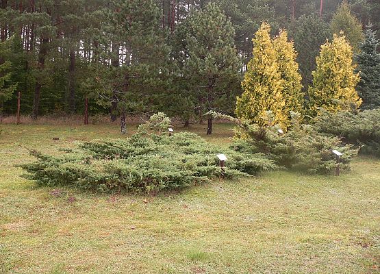 Grafika 35: Rowerem po gminie Cewice