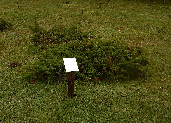 Grafika 36: Rowerem po gminie Cewice