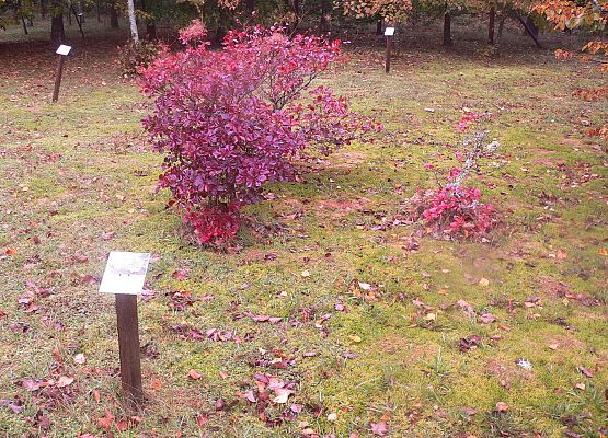 Grafika 44: Rowerem po gminie Cewice