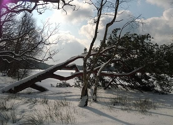 Grafika 7: Nad Jezioro Czarne w śnieżnej bieli