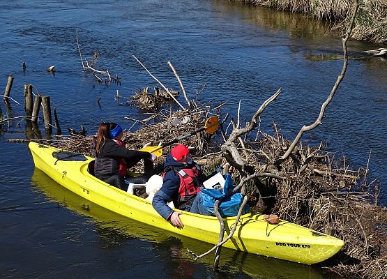 Grafika 10: Wyciągali "skarby" z rzeki Łeby