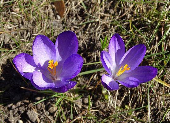 Grafika 15: Przywitaliśmy wiosnę