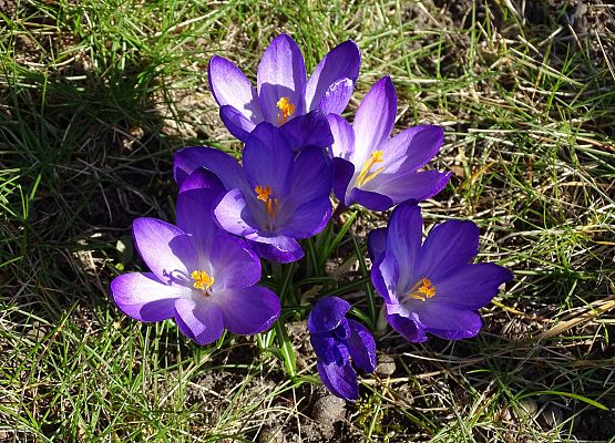 Grafika 16: Przywitaliśmy wiosnę