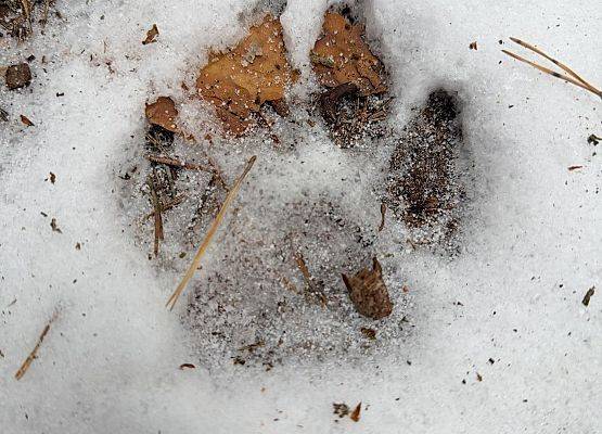 Grafika 19: Zimowe ferie – dziękujemy za udział i zaangażowanie!