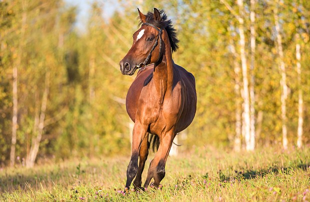 Agroturystyka z jazdą konną "Pod Wierzbą"