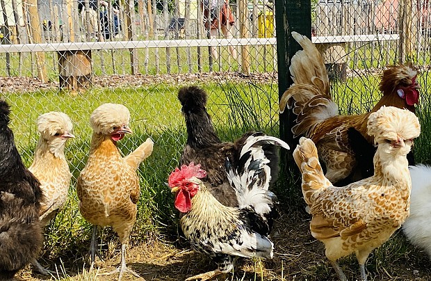 Zdjęcie ze strony www.facebook.com/farmaalexa