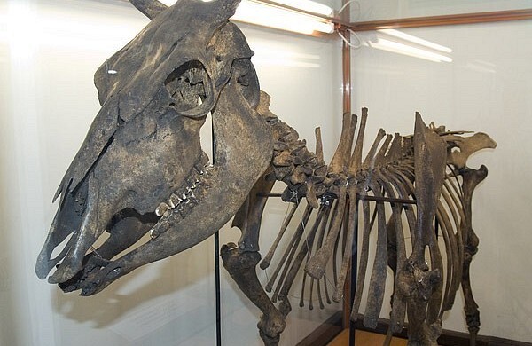 Wystawa archeologiczna – Muzeum w Lęborku