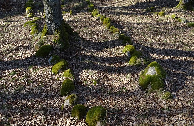 Łupawa – cmentarzysko megalityczne (tzw. północne)