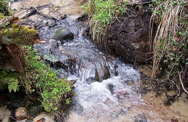 Zdjęcie ze strony www.cewice.gdansk.lasy.gov.pl