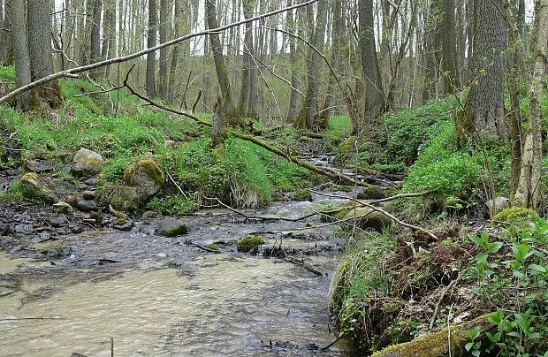 Zdjęcie ze strony www.cewice.gdansk.lasy.gov.pl