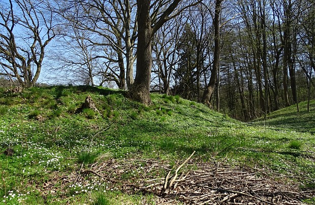 "Grodzisko Białogarda"