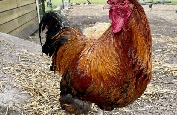 Strusia Farma Kniewo