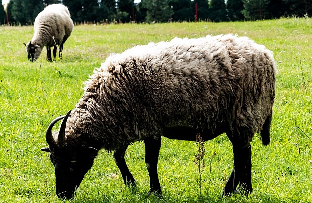 Strusia Farma Kniewo