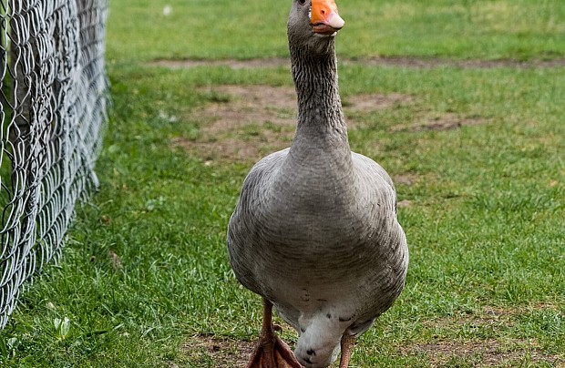 Strusia Farma Kniewo