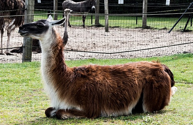 Strusia Farma Kniewo