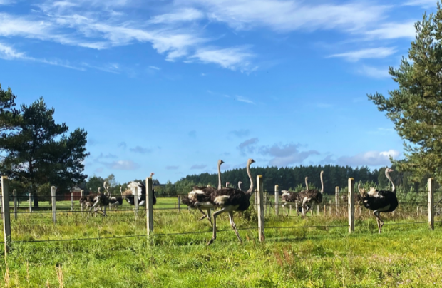 Strusia Farma Kniewo