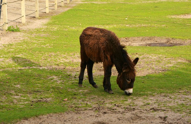 Strusia Farma Kniewo